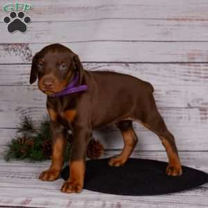 Julia, Doberman Pinscher Puppy